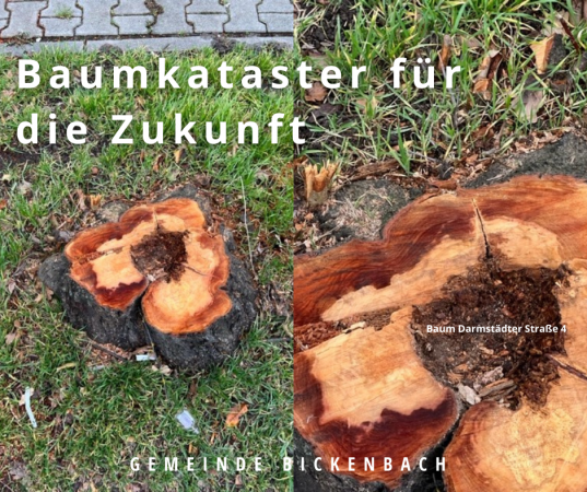 Baum Darmstädter Straße