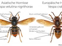 Verbreitung der Asiatischen Hornisse