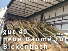 Gut 40 neue Bäume für Bickenbachs Ortsbild