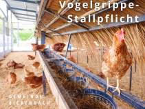 Vogelgrippe - Stallpflicht