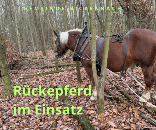 Rückepferd