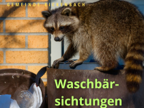 Waschbären - Gemeinde gibt Tipps